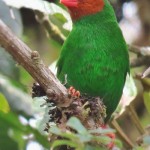 Grass-green Tanager