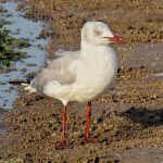 Gray-headed Gull