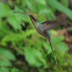 Green Hermit
