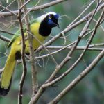 Green Jay