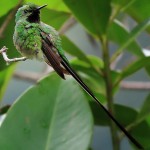 Green-tailed Trainbearer