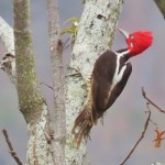 Guayaquil Woodpecker