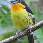 Guilded Barbet