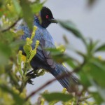 Hooded Mountain-Tanager