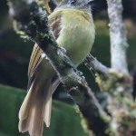 Inca Flycatcher