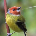Johnson's Tody-Flycatcher