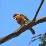 Lemon-throated Barbet
