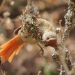 Line-cheeked Spinetail