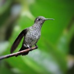 Many-spotted Hummingbird