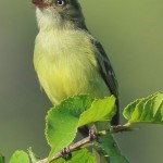 Mishana Tyrannulet