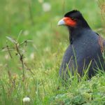 Mountain Caracara