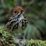 Ochre-fronted Antpitta