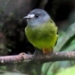 Omate Flycatcher