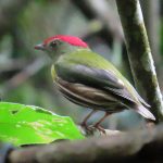 Painted Manakin