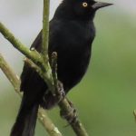 Pale-eyed Blackbird
