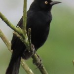 Pale-eyed Blackbird