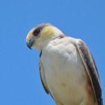 Pearl Kite