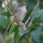 Pearly-vented Pygmy-Tyrant