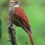 Pearly-vented Treerunner