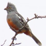 Peruvian Plantcutter