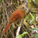 Plain-mantled Softail