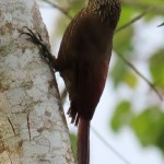 Strong-billed Woodcreeper (Plataforma subespecies)