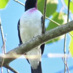 Purple-throated Cotinga