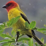 Red-hooded Tanager