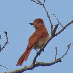 Rufous Casiornis