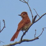 Rufous Casiornis