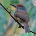 Rufous-capped Nunlet