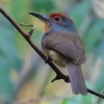 Rufous-capped Nunlet