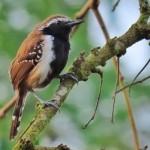 Rusty-backed Antwren