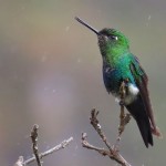 Sapphire-vented Puffleg