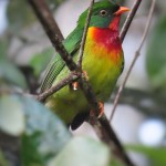 Scarlet-breasted Fruiteater