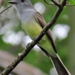 Sooty-crowned Flycatcher