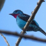 Spangled Cotinga