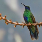 Sparkling Violetear