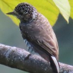 Speckle-chested Piculet