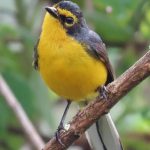 Spectacled Redstar