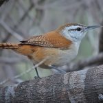 Superciliated Wren