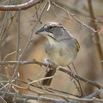 Tumbes Sparrow