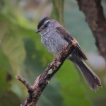 Unstreaked Tit-Tyrant