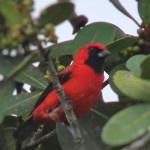 Vermilion Tanager