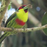 Versicolored Barbet