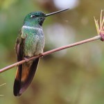Violet-throated Starfrontled