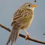 Wedge-tailed Grass-Finch