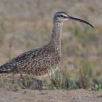 Whimbrel