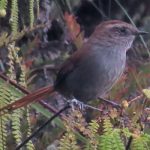 White-chinned Thistletail