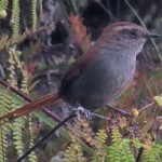 White-chinned Thistletail